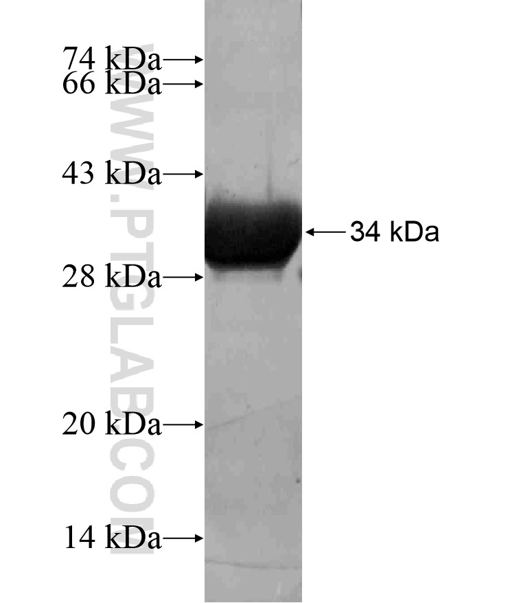 TLE4 fusion protein Ag17301 SDS-PAGE