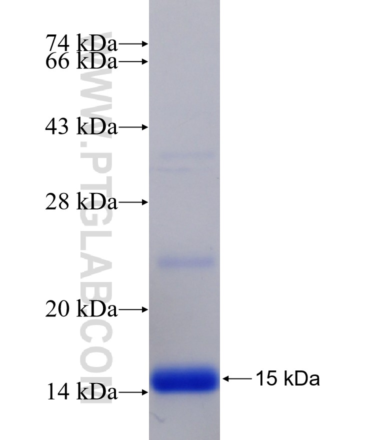 TLE4 fusion protein Ag17451 SDS-PAGE