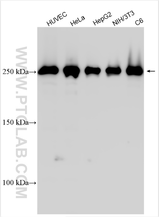 WB analysis using 14168-1-AP