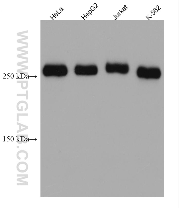 WB analysis using 67992-1-Ig