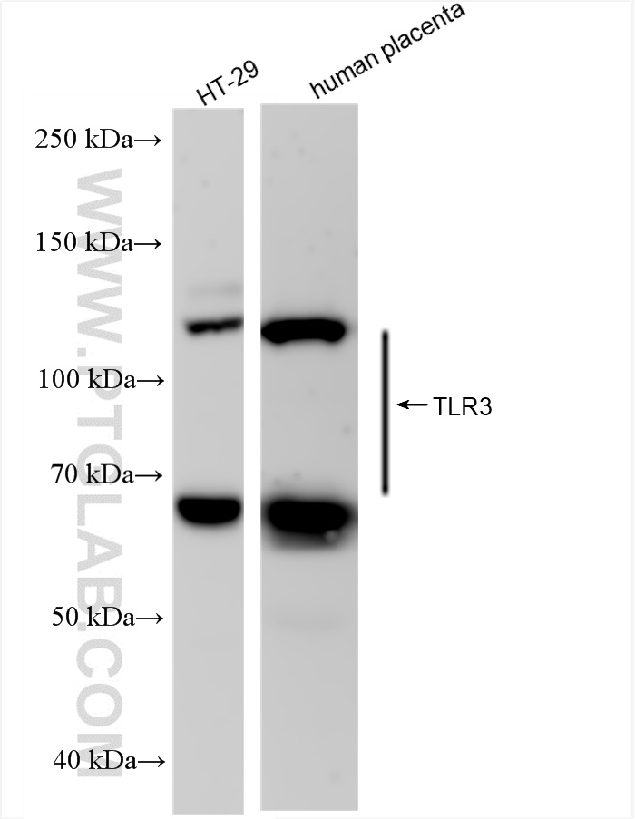 WB analysis using 83136-3-RR