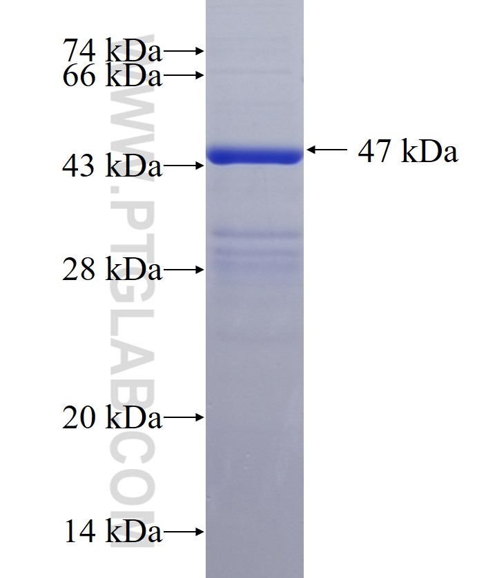 TLR3 fusion protein Ag34044 SDS-PAGE