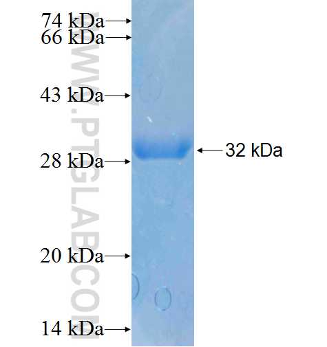 TLX2 fusion protein Ag24957 SDS-PAGE