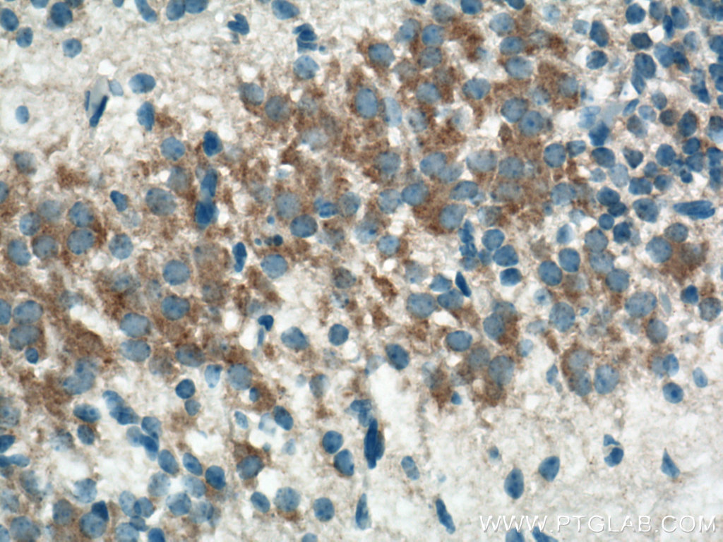 IHC staining of mouse embryo using 21099-1-AP