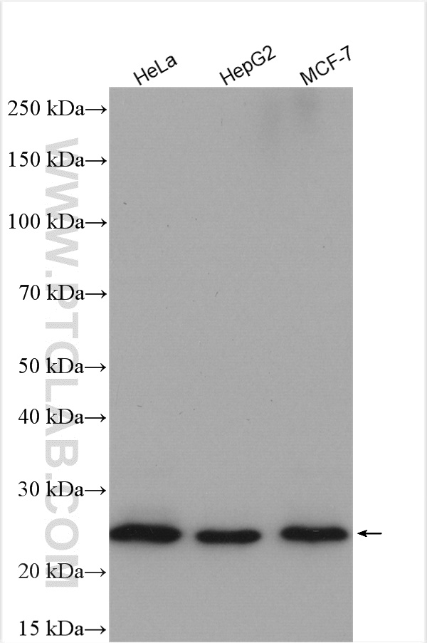 WB analysis using 21902-1-AP