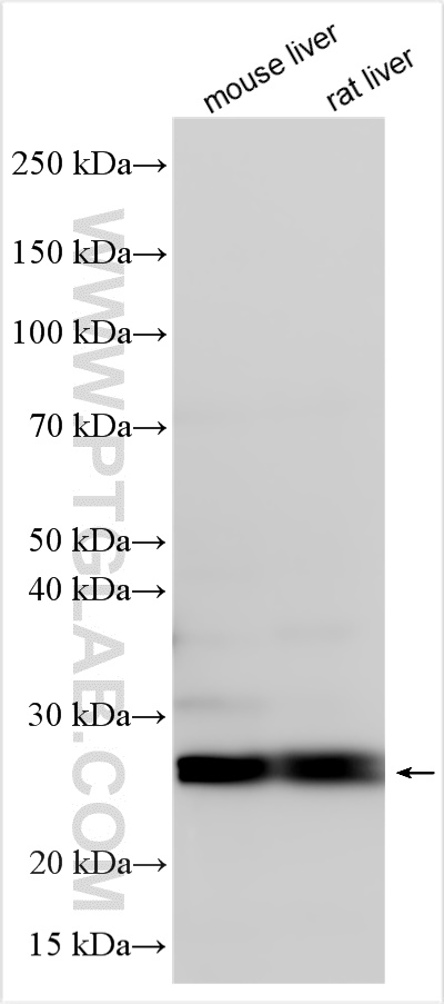 WB analysis using 14141-1-AP