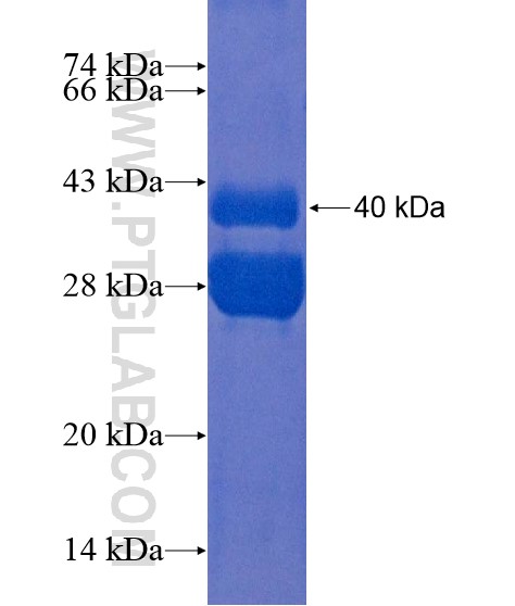 TMEM100 fusion protein Ag22272 SDS-PAGE