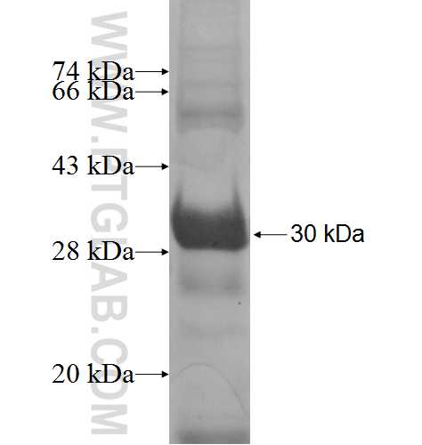 TMEM11 fusion protein Ag9903 SDS-PAGE