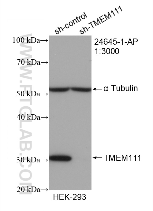 WB analysis of HEK-293 using 24645-1-AP