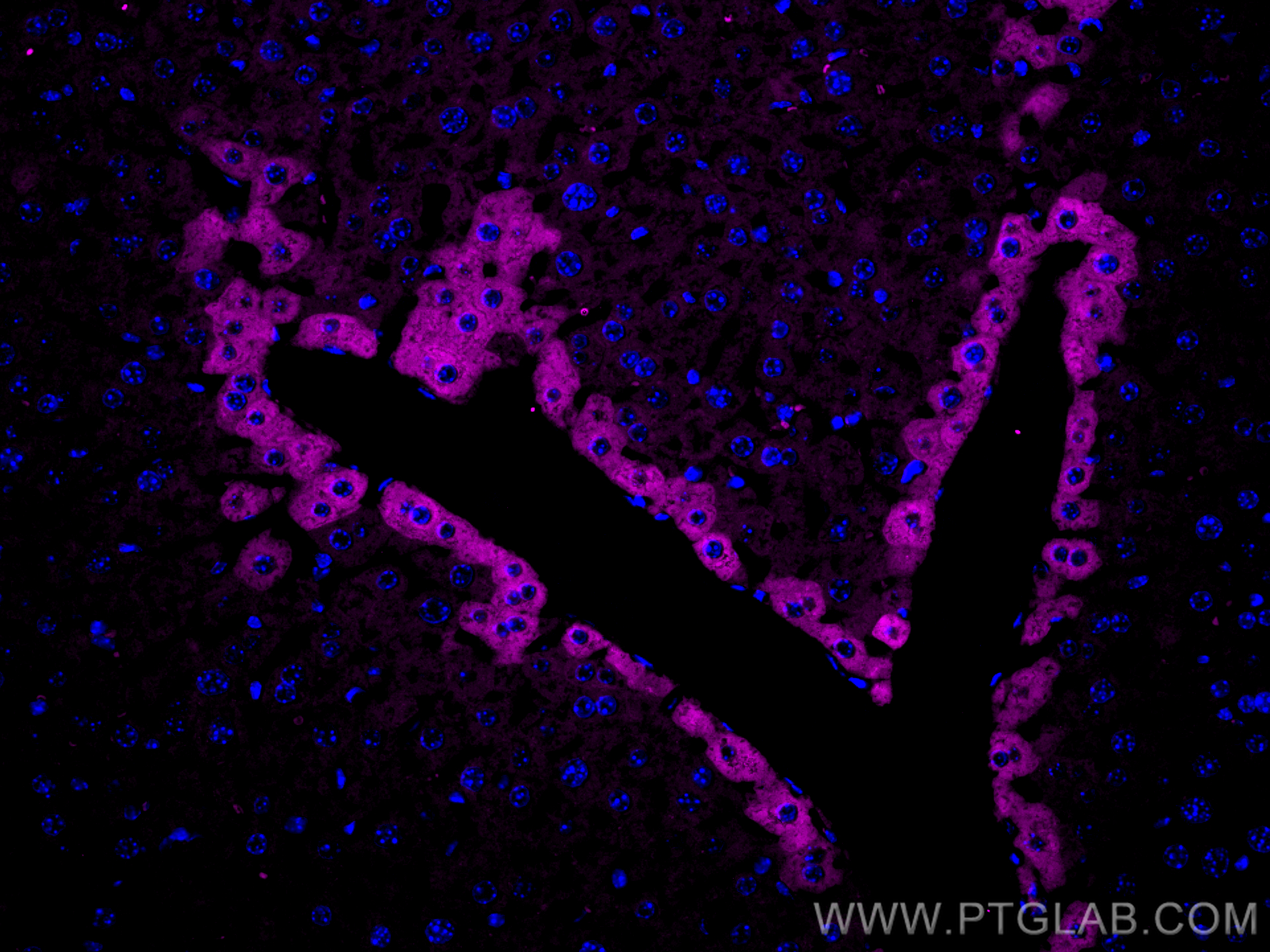 IF Staining of mouse liver using CL647-27585