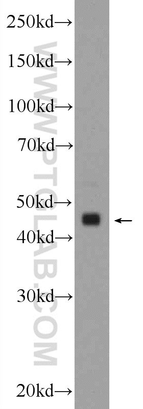 WB analysis of mouse cerebellum using 24539-1-AP