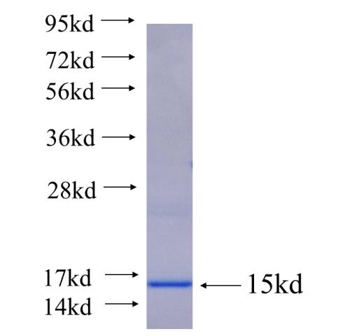 TMEM120B fusion protein Ag21609 SDS-PAGE