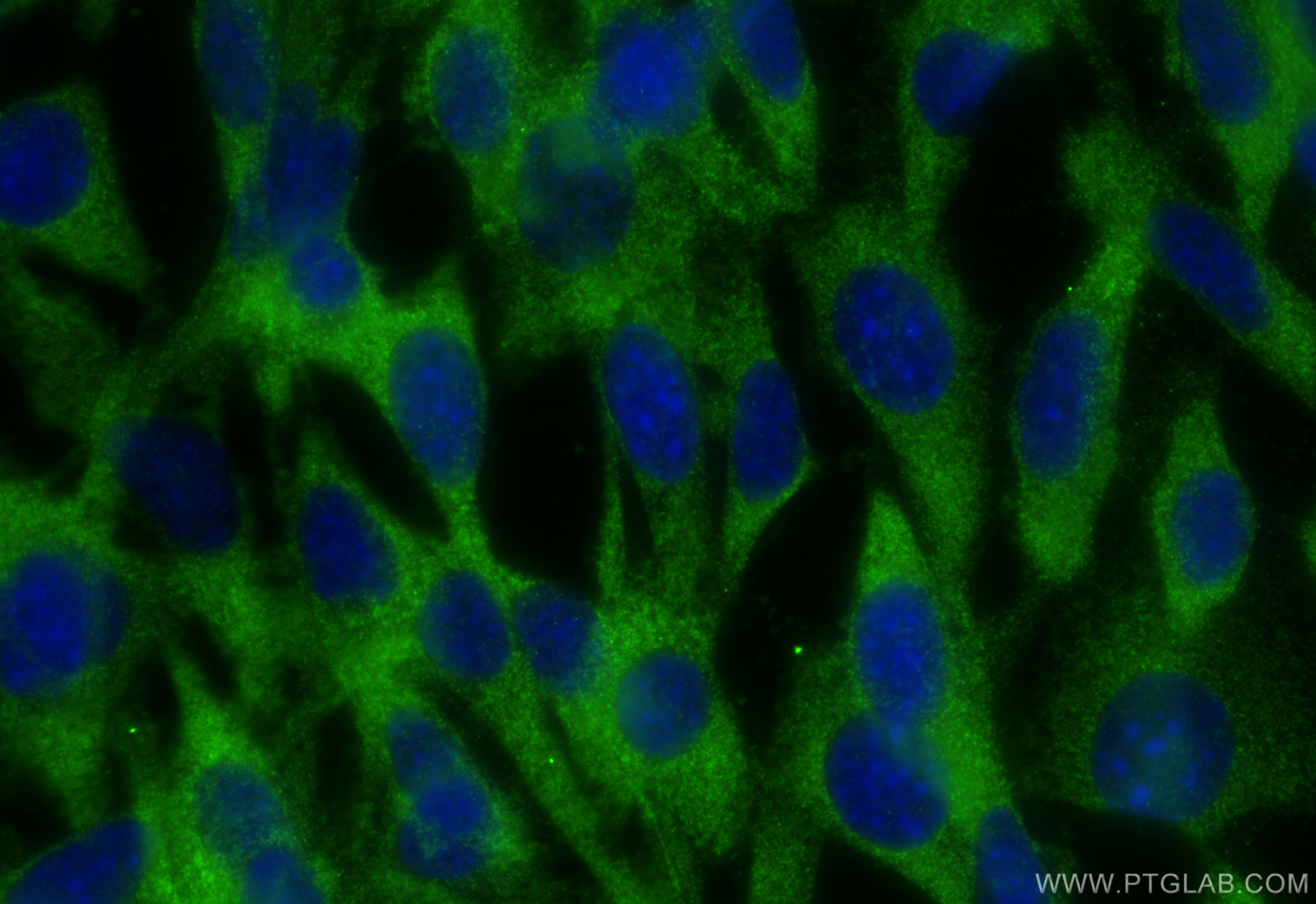 IF Staining of NIH/3T3 using 23142-1-AP