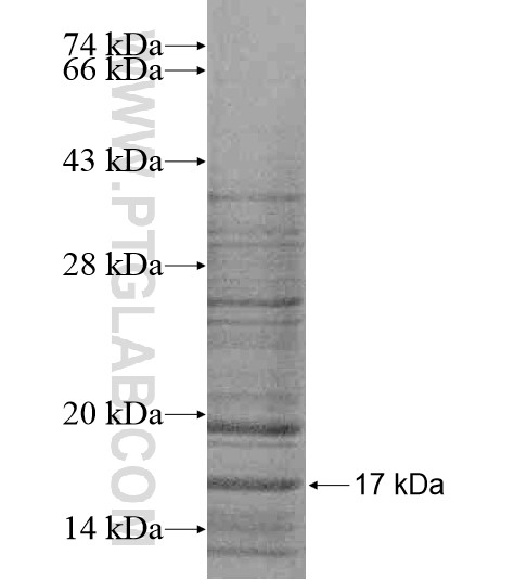 TMEM127 fusion protein Ag19472 SDS-PAGE