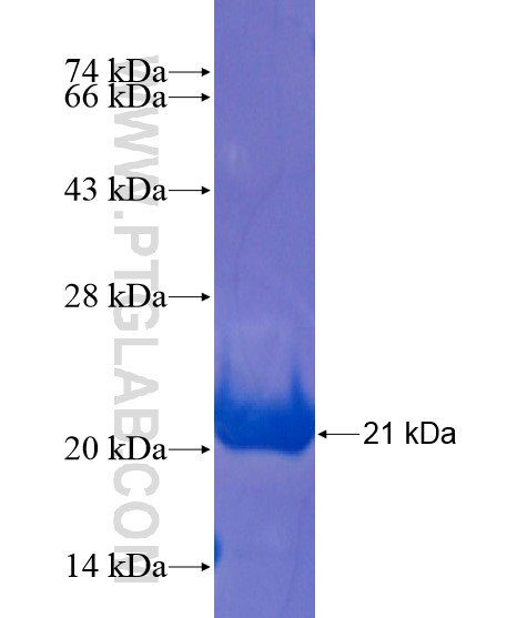 TMEM132B fusion protein Ag21603 SDS-PAGE