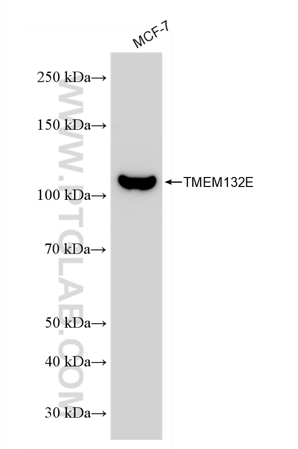 WB analysis using 82983-2-RR