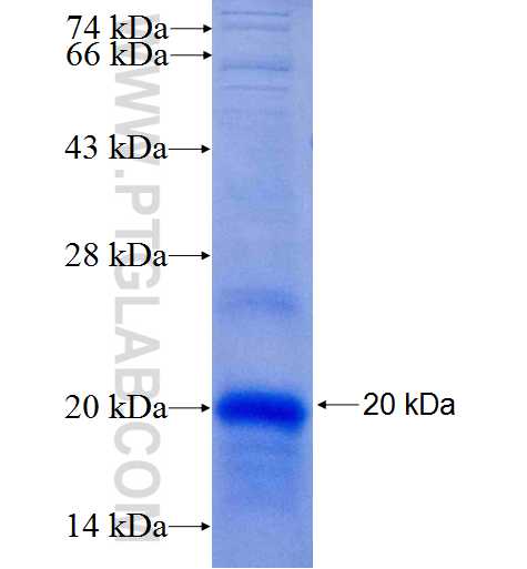 TMEM158 fusion protein Ag24603 SDS-PAGE