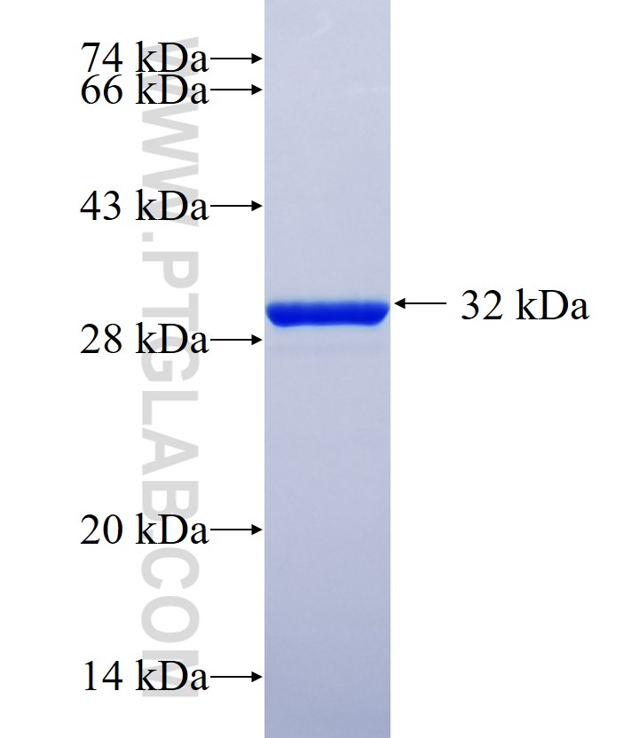 TMEM159 fusion protein Ag26628 SDS-PAGE