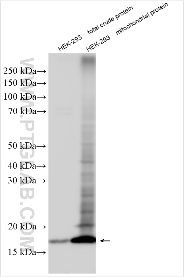 WB analysis using 26451-1-AP