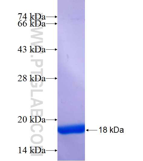 TMEM160 fusion protein Ag24995 SDS-PAGE