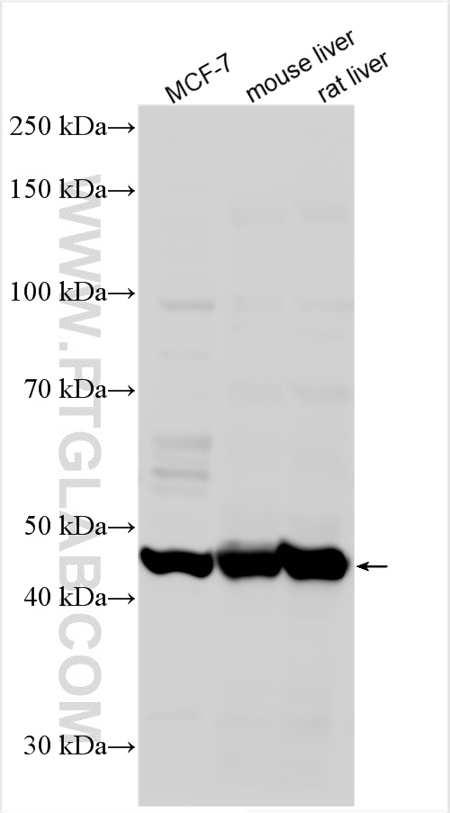 WB analysis using 24898-1-AP