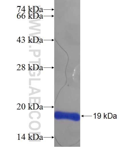 TMEM163 fusion protein Ag24686 SDS-PAGE