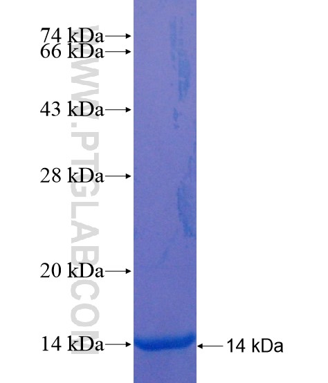 TMEM17 fusion protein Ag19615 SDS-PAGE