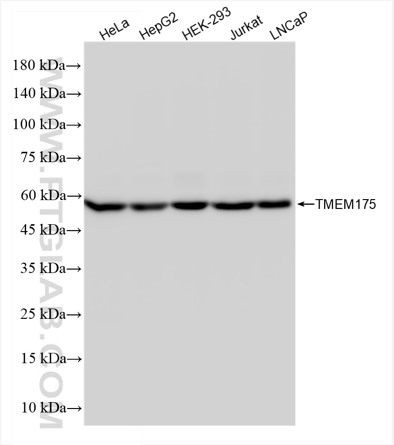 WB analysis using 84554-1-RR (same clone as 84554-1-PBS)