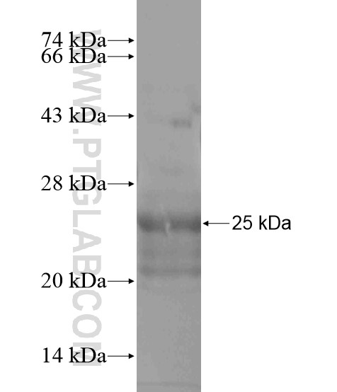 TMEM179 fusion protein Ag20502 SDS-PAGE