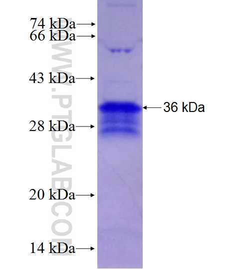 TMEM184B fusion protein Ag27704 SDS-PAGE