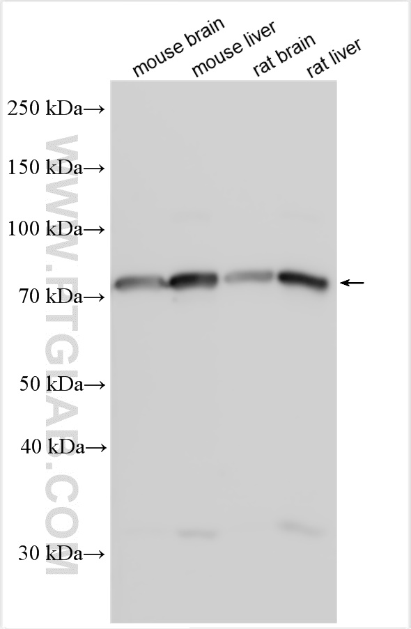 WB analysis using 28596-1-AP