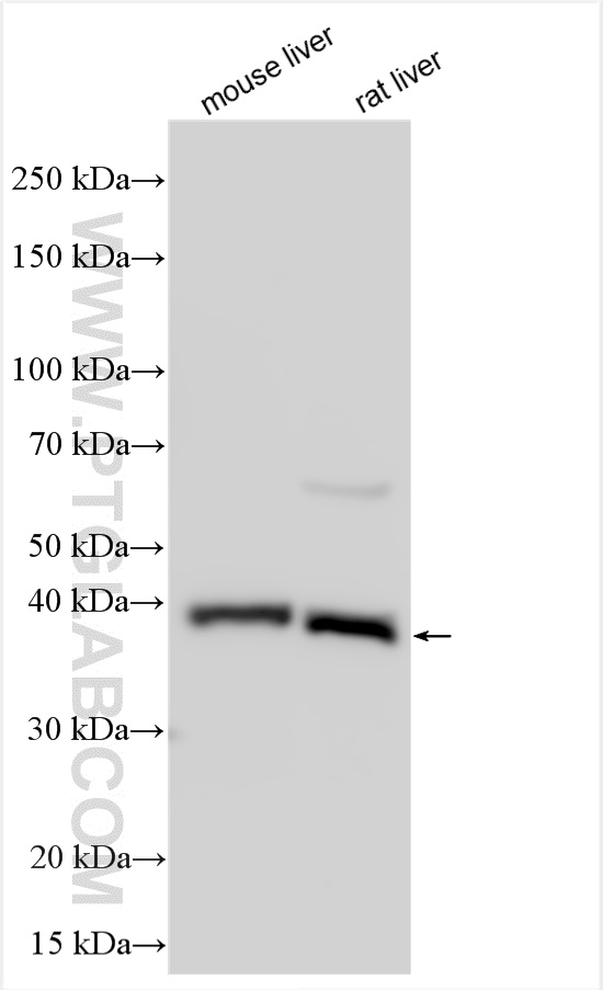 WB analysis using 24361-1-AP