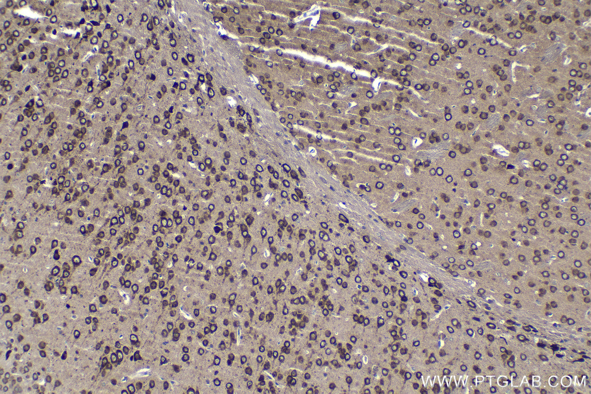 IHC staining of mouse brain using 19920-1-AP