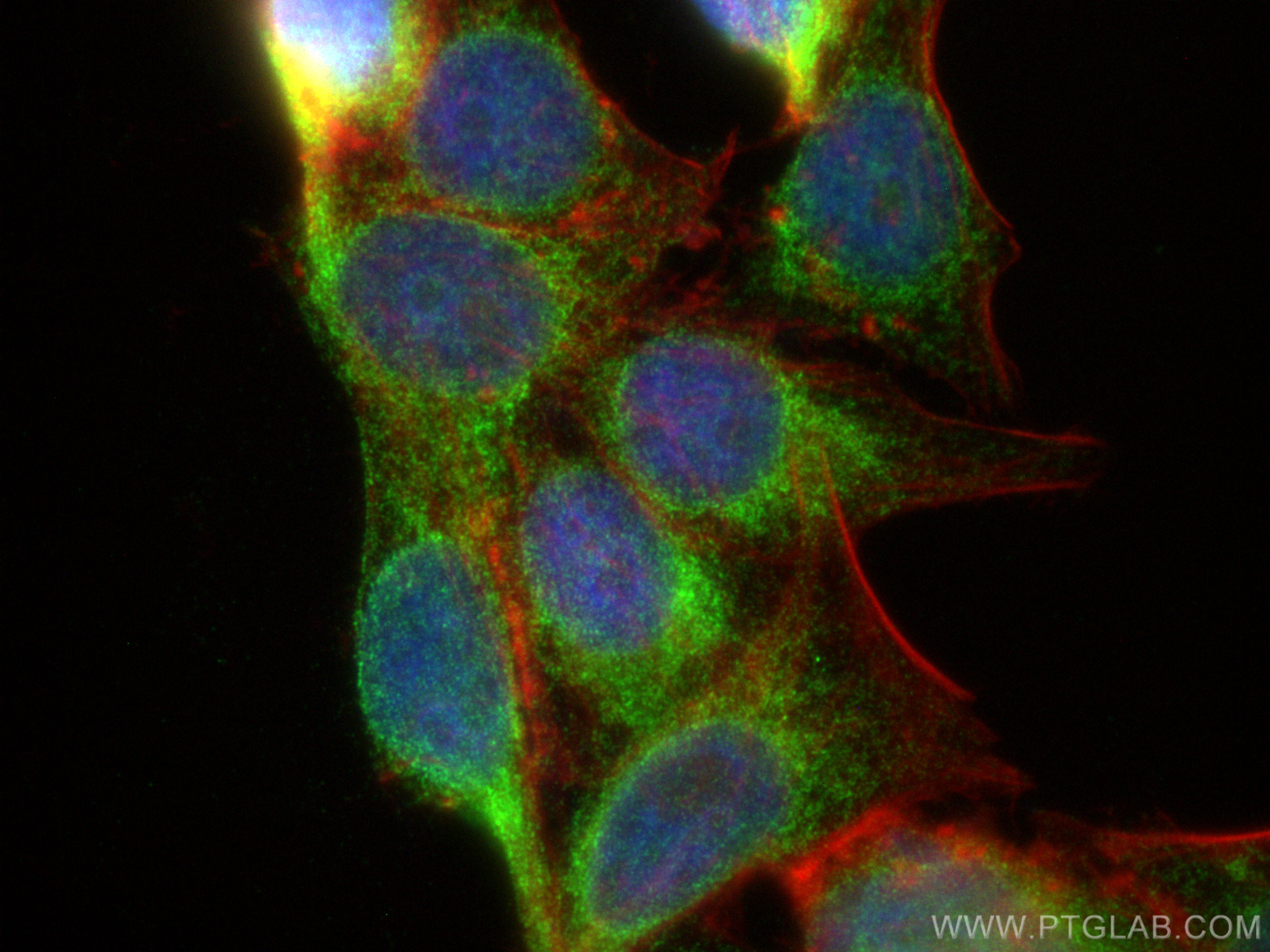 IF Staining of HepG2 using 19919-1-AP