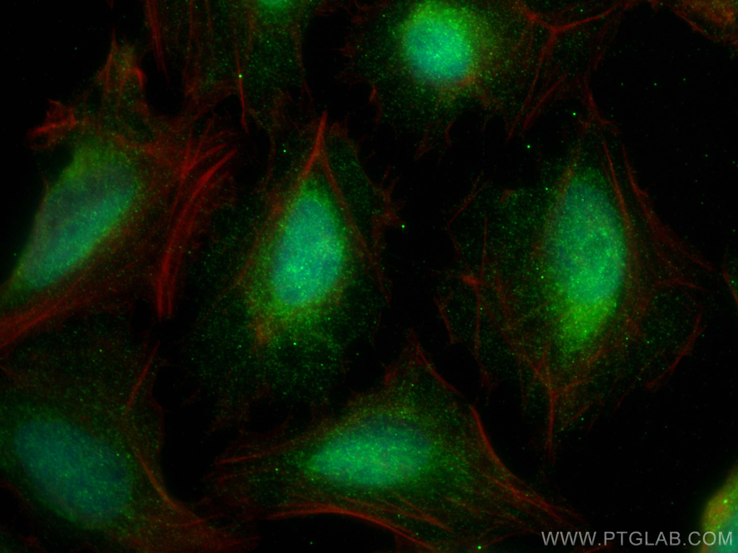 IF Staining of U2OS using 20430-1-AP