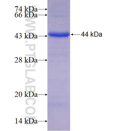 TMEM5 fusion protein Ag10654 SDS-PAGE