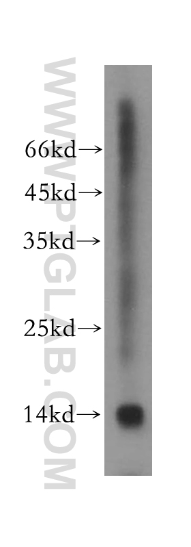 WB analysis of mouse testis using 15941-1-AP