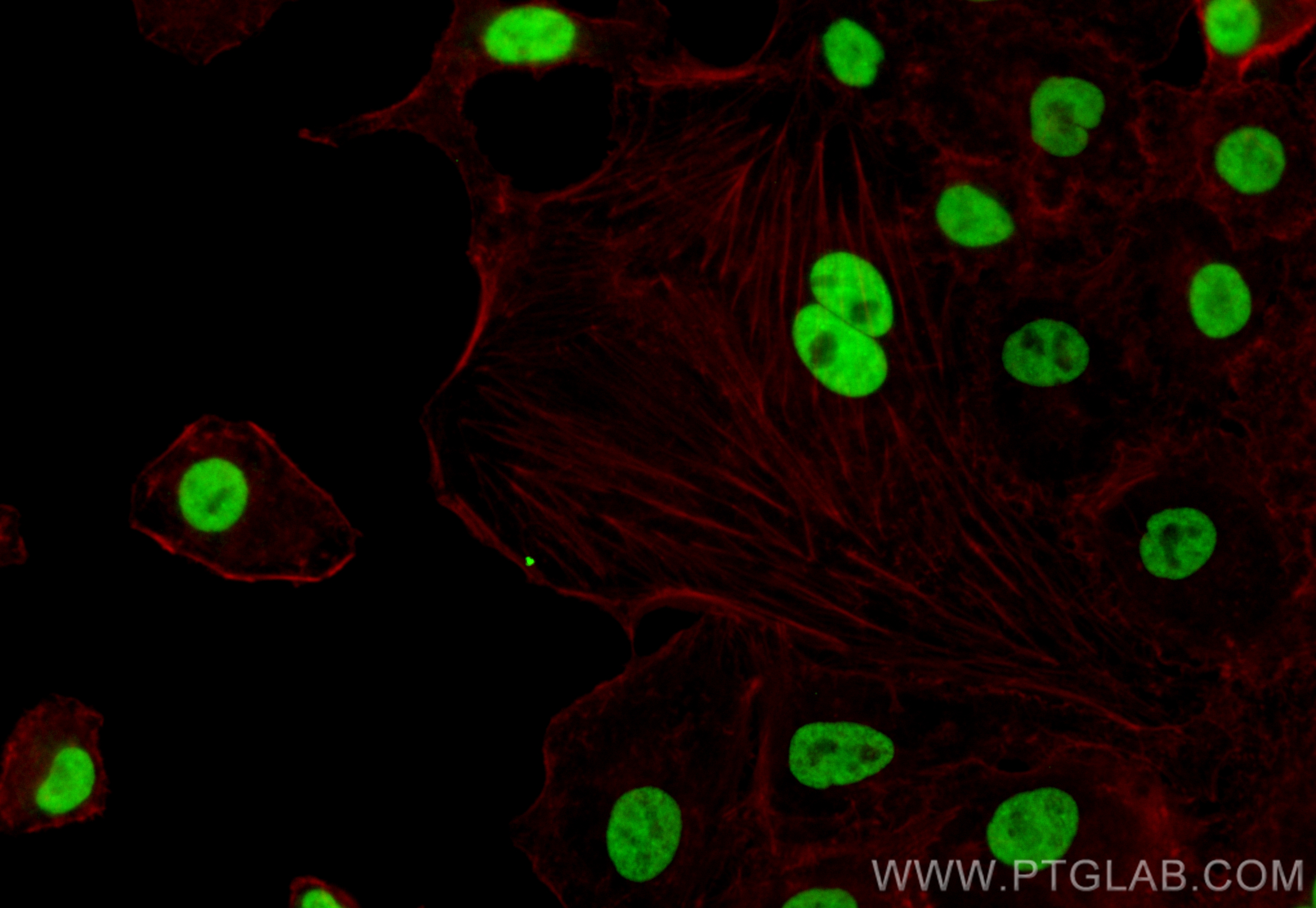 IF Staining of A549 using CL488-83554-3