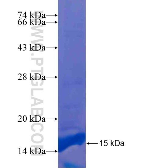 TMEM53 fusion protein Ag21334 SDS-PAGE