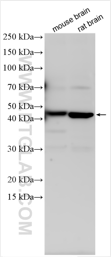 WB analysis using 21274-1-AP (same clone as 21274-1-PBS)