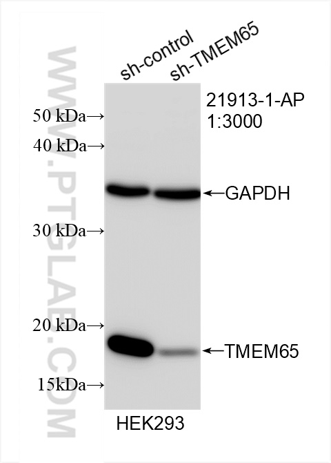 WB analysis of HEK-293 using 21913-1-AP