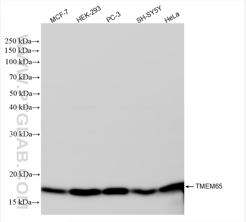 WB analysis using 83219-4-RR