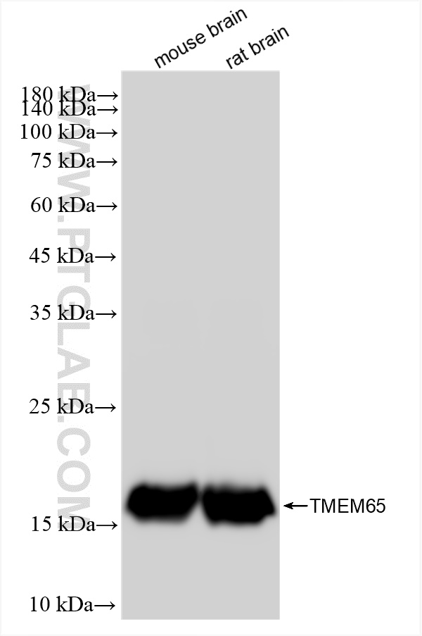 WB analysis using 83219-4-RR