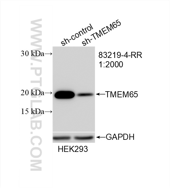 WB analysis of HEK-293 using 83219-4-RR