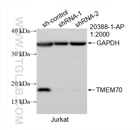 WB analysis of Jurkat using 20388-1-AP