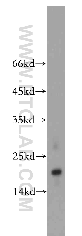 WB analysis of A2780 using 20388-1-AP