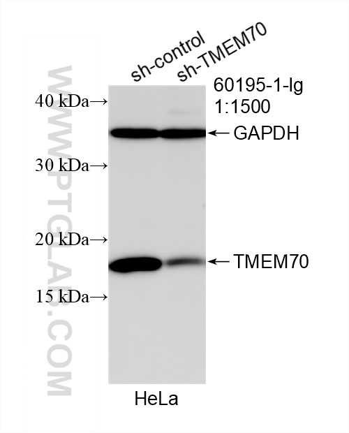 WB analysis of HeLa using 60195-1-Ig (same clone as 60195-1-PBS)