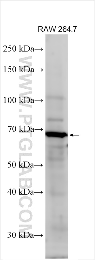 WB analysis using 25091-1-AP