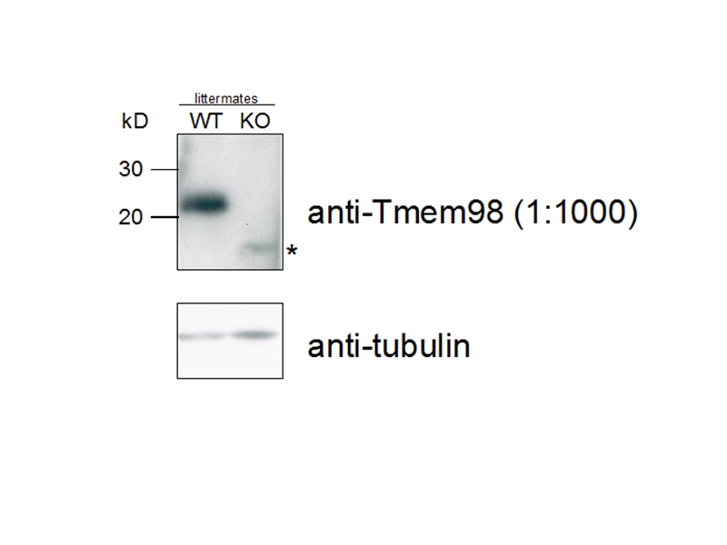 WB analysis of mouse E12.5 embryos using 14731-1-AP