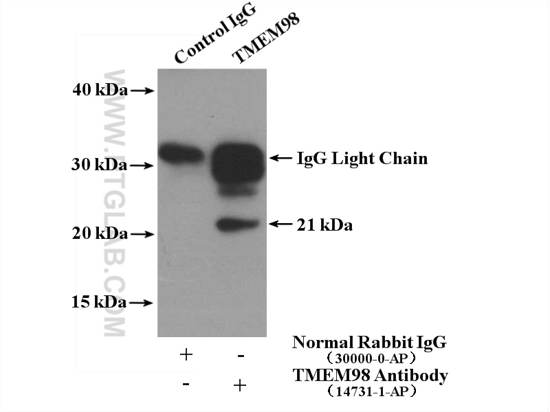 IP experiment of Y79 using 14731-1-AP